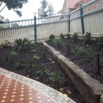 Plant - Landscaping in Cameron Park, NSW